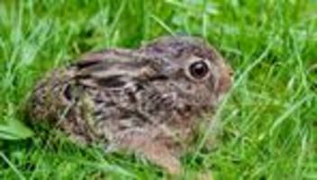 Niedersachsen: Zahl der Feldhasen stabil – Bedrohung durch Virus
