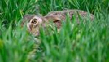 Tiere: Das hat es mit dem Feldhasen-Boom im Südwesten auf sich