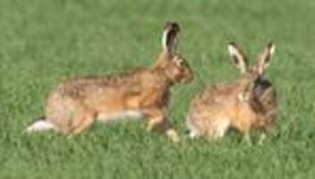 Tiere: Zahl der Feldhasen in Thüringen wächst