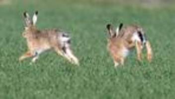 Umwelt: Der Feldhase – ein anpassungsfähiges Langohr