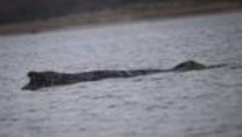 ostsee: gestrandeter buckelwal befreit sich erneut selbst