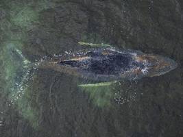 meeresbiologie: wie landet ein buckelwal in der ostsee?