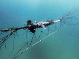 qualvoller tod unter wasser: hai-netze fangen vor australischen stränden viele andere tiere