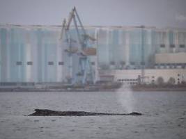 tier befreit sich von sandbank: der buckelwal schwimmt wieder