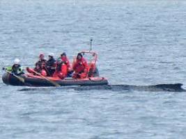 Tier liegt weiter in der Bucht: Prognose für Wal vor Wismar hat sich deutlich verschlechtert