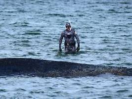 von aktionen ausgeschlossen?: biologe erhebt vorwürfe gegenüber verantwortlichen der walrettung