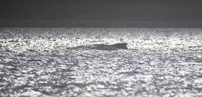 Buckelwal in der Ostsee: Meeressäuger wird immer schwächer