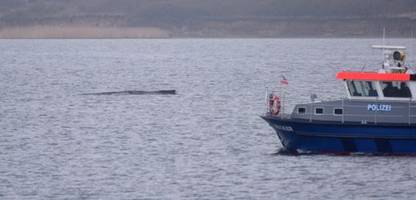 Wismarbucht: Erneute Rettungsaktion für geschwächten Buckelwal möglich