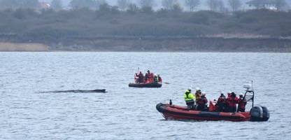 Wismarer Bucht: Unklare Lage – Buckelwal hängt wohl wieder in der Ostsee fest