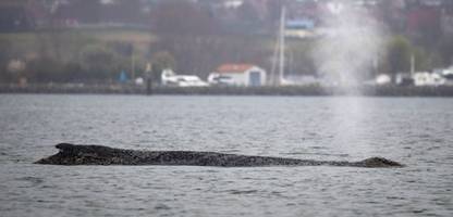 wal in wismarbucht (mecklenburg-vorpommern) gestrandet: tier kommt von sandbank frei - und schwimmt wieder