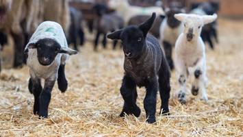 Lämmergucken in der Heide: Diese Höfe öffnen zu Ostern ihre Pforten