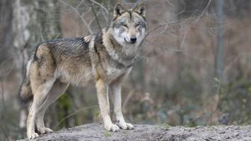 Wolf in Othmarschen gesichtet? Polizei und Umweltbehörde sind alarmiert