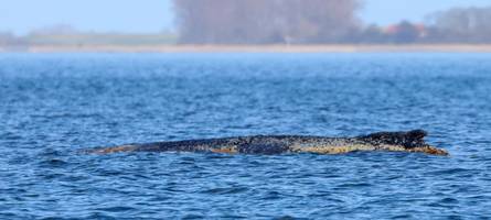 Atemfrequenz reduziert – so geht es dem gestrandeten Buckelwal