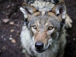 Hamburg: Frau von Wolf gebissen