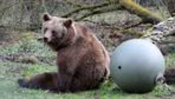 Besuch bei Braunbären: Bärenwald Müritz öffnet nach Winterpause für Besucher