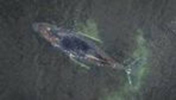 Buckelwal in der Ostsee: Einsatzkräfte nähern sich erneut dem Buckelwal vor Wismar