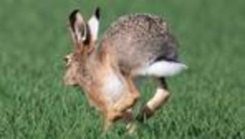 tiere: nabu kritisiert jagd auf feldhasen