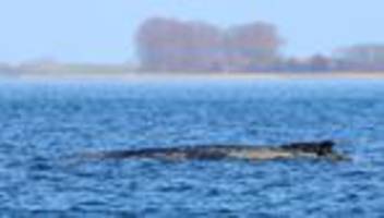 Wal an der Ostseeküste: Buckelwal liegt noch immer vor Wismar im Wasser