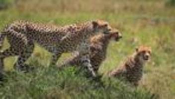 wildtiere: vereinte nationen wollen 40 tierarten besser schützen