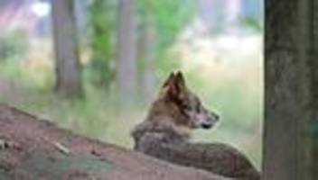 wolf: frau in hamburg von wolf gebissen