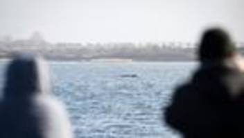 buckelwal in der ostsee: buckelwal soll nachmittags zum wegschwimmen animiert werden