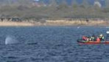 Wal in der Ostsee: Buckelwal schwimmt wieder