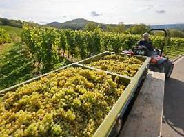 Fettes Plus nur in Sachsen: Weinernte fiel vergangenes Jahr geringer, aber hochwertiger aus