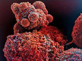 lange zeit unter dem radar : neue corona-variante cicada breitet sich aus