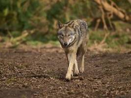 nach angriff auf frau: hamburgs polizei zieht wolf aus der binnenalster