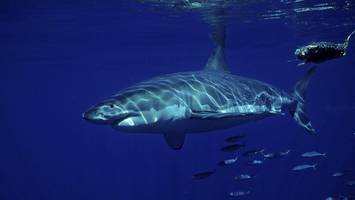 Weißer Hai vor Mallorca gesichtet? Experte spricht von „Superräuber“