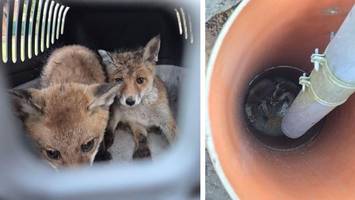 Fuchswelpen fallen in Regenrohr: Feuerwehr rettet geschwächte Jungtiere in Spandau