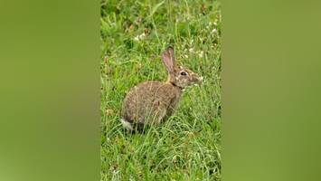 wildkaninchen in charlottenburg-nord: süß, aber problematisch?