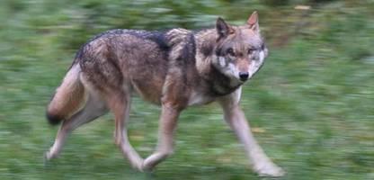 hamburg: wolf beißt frau in altona – und muss aus alster gezogen werden