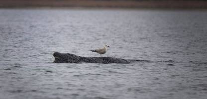 Buckelwal in der Ostsee: Warum der Hype um »Timmy« dem Artenschutz wenig nützt