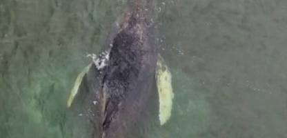 wal in ostsee bei wismar: experten besorgt über geschwächten buckelwal »timmy«