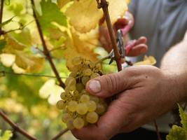 Landwirtschaft: Weniger deutscher Wein produziert