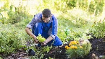 Garten im Frühling: Achtung, diese Arbeiten zerstören Ihre Pflanzen