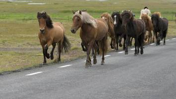 neun ausgebüxte pferde galoppieren über die bundesstraße