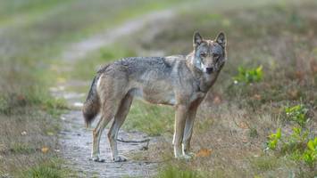 wolf in hamburgs elbvororten gesichtet – umweltbehörde bestätigt verdacht
