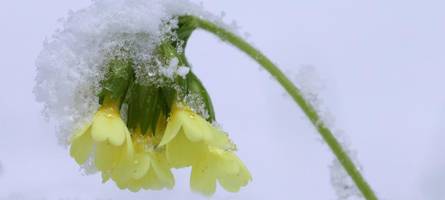 Bis zu 40 Zentimeter Neuschnee: In diesen Landkreisen warnt der DWD vor Schneefall