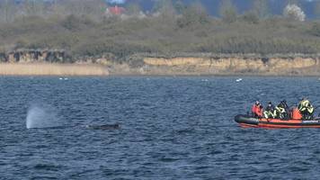 Ostsee-Walrettung von der Wismarbucht im Live-Ticker
