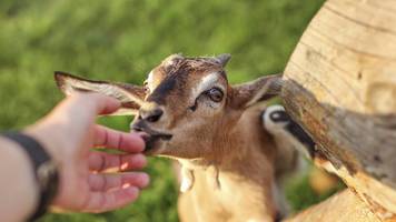 winziges zicklein namens „tenacity“ hilft navy-veteran mit 20 dienstjahren beim heilen