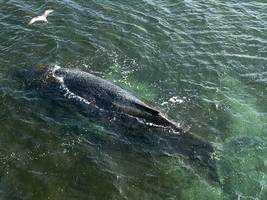 ostseeküste: buckelwal in der bucht von wismar schwimmend gesichtet