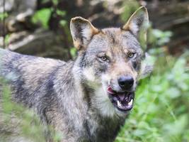 Wolfsangriff in Hamburg: Hat der Wolf Angst, kann es gefährlich werden
