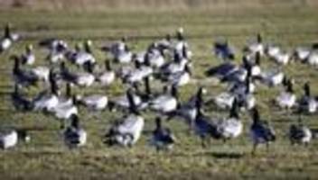 Bejagung von Wildgänsen: Schleswig-Holstein für Freigabe der Nonnengänse zur Jagd