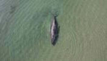 Buckelwal in der Ostsee: Die Qual, der Wal