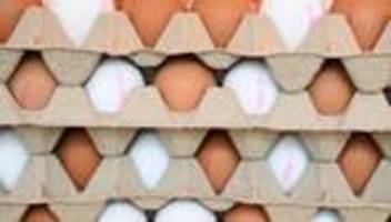 Eierproduktion: Knapp eine Milliarde Eier in Brandenburg produziert