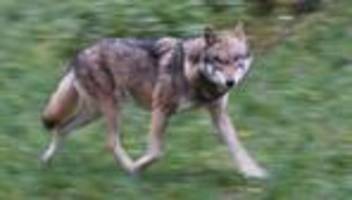 Hamburg: Frau von Wolf gebissen - Was wir wissen und was nicht