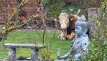 tier entwischt: jungbulle entwischt und lässt sich in garten nieder