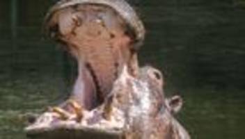 Tiere: Berliner Nilpferd Kathi ist mit 50 Jahren gestorben